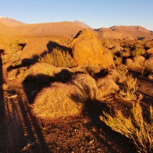 Atacama flora at sunset